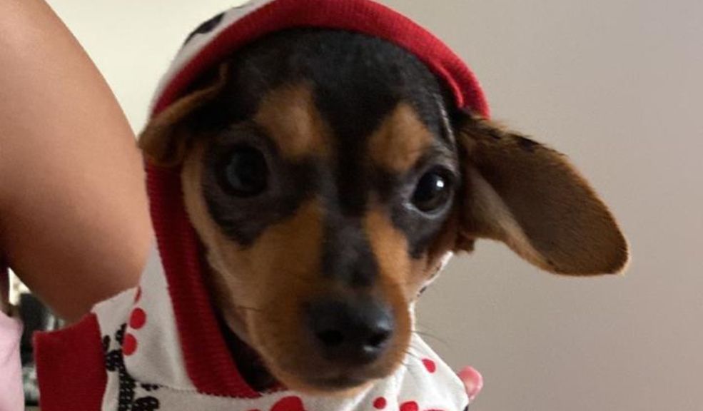 Desalmado acabó con la vida de un perrito: le disparó El perrito, de un año de edad, murió tras ser herido de bala.