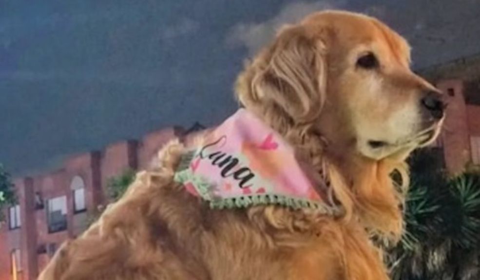Judicializan a hombre señalado de abusar a una perrita en Bogotá El hombre habría abusado sexualmente de una perrita de raza golden retriever llamada ‘Luna’ en un apartamento ubicado en el occidente de Bogotá.