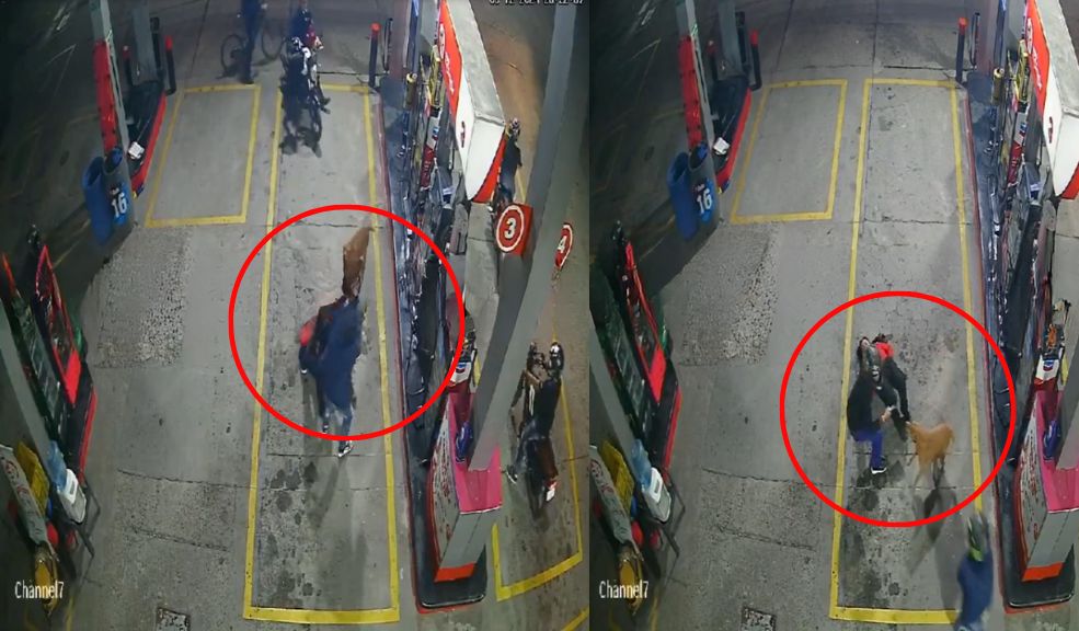 EN VIDEO: Perrito salvó a una mujer de un robo en una gasolinera Así fue como un perrito intervino para salvar a una trabajadora que estaba siendo víctima de la delincuencia en una bomba de gasolina.