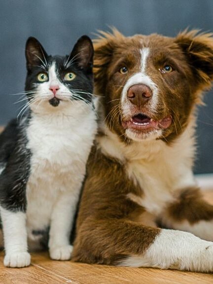 Este es el nuevo punto fijo de esterilización de mascotas gratuito en Bogotá