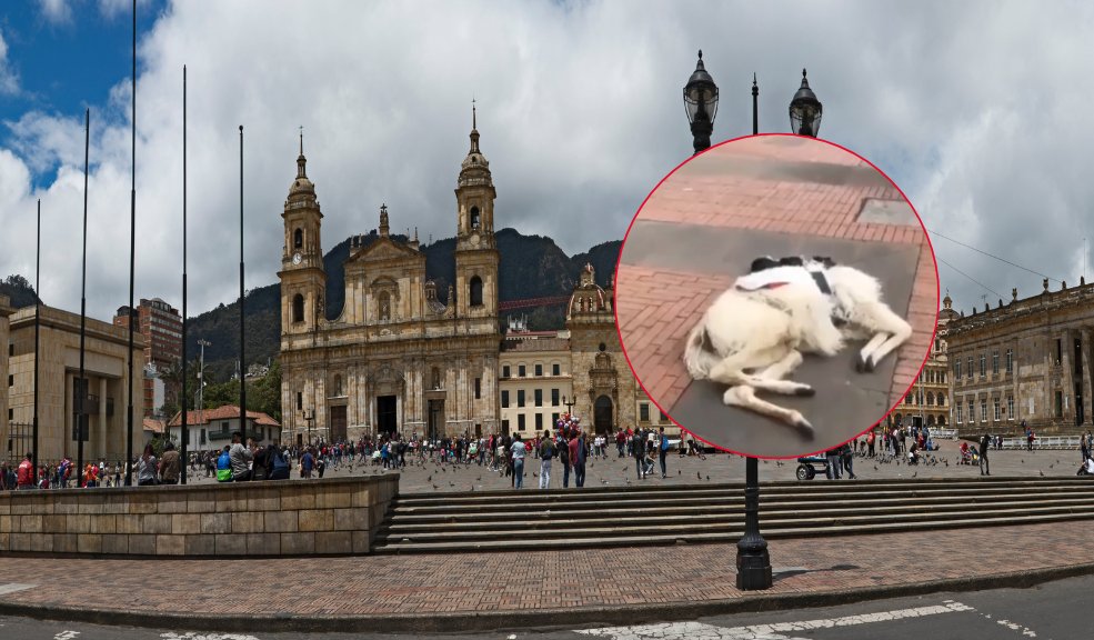 Indignación por muerte de llama en el centro de Bogotá: alcalde Galán se pronunció Alcalde Galán se pronunció sobre la muerte de una llama en pleno centro de Bogotá. Ciudadanos exigen acciones contra este caso de maltrato animal.