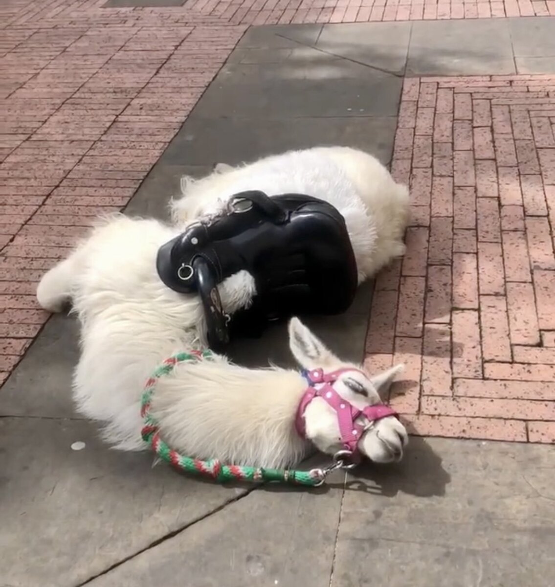 Indignación por muerte de llama en el centro de Bogotá: alcalde Galán se pronunció 1 Indignación por muerte de llama en el centro de Bogotá: alcalde Galán se pronunció Alcalde Galán se pronunció sobre la muerte de una llama en pleno centro de Bogotá. Ciudadanos exigen acciones contra este caso de maltrato animal.