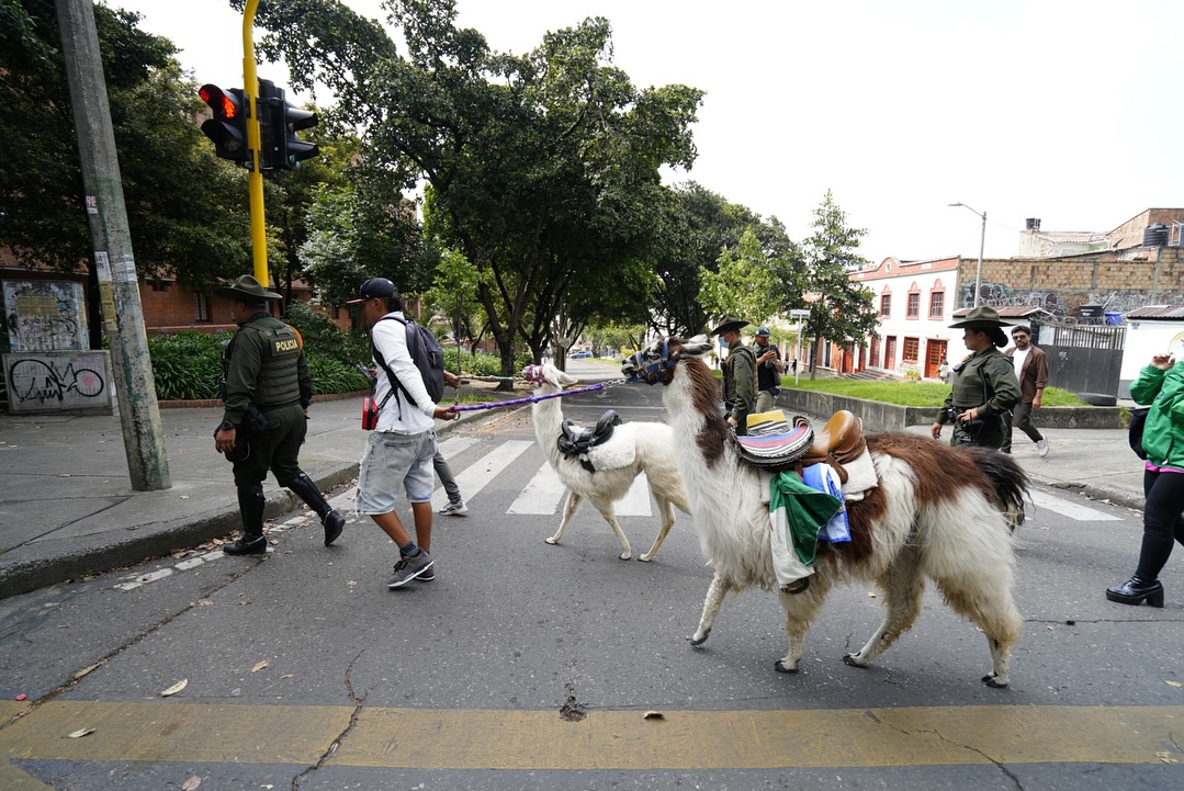 Llama que se desplomó en el centro de Bogotá está viva: así la rescataron Aunque en un principio se creía que había fallecido, las autoridades lograron rescatar a la llama que se desplomó en el centro de la ciudad.