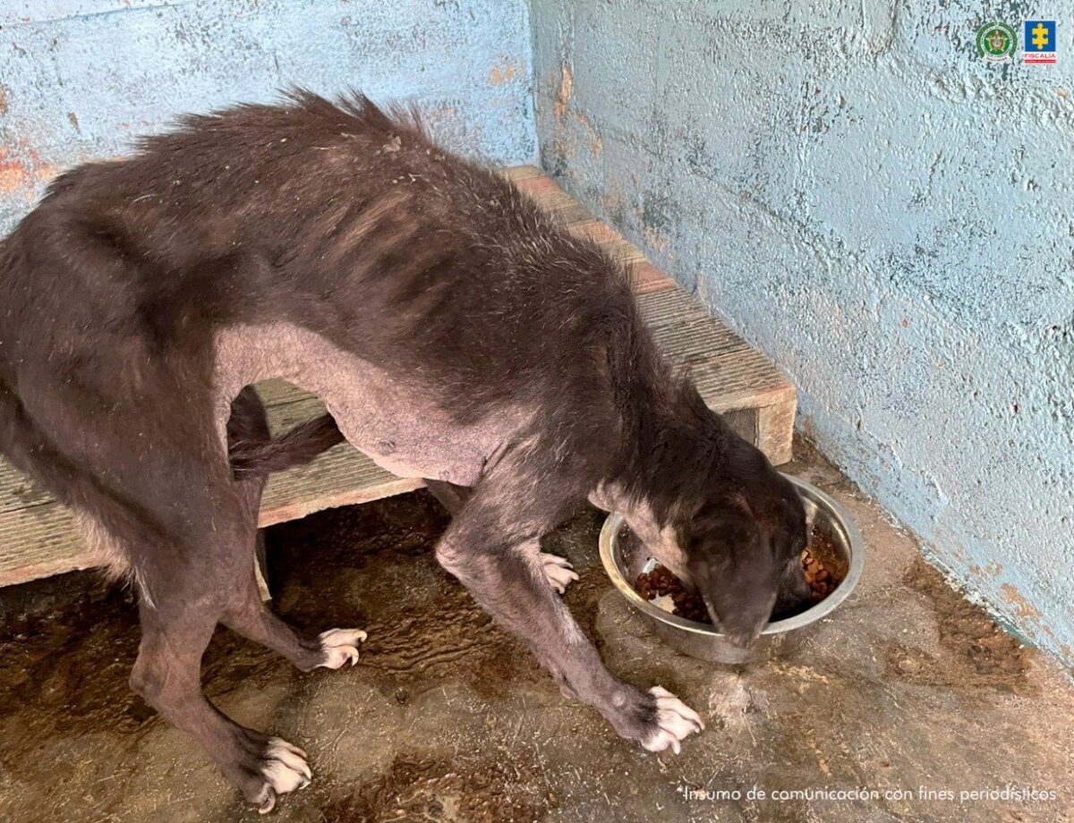 Condenan a hombre que golpeó a perrito y le ocasionó la pérdida de un ojo Condenan a dos hombres por maltrato animal: estos son los casos