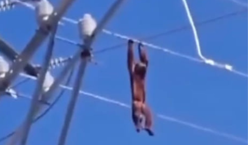 Heroico rescate: Vecinos salvan a un mono aullador atrapado en cables de alta tensión 1 Heroico rescate: Vecinos salvan a un mono aullador atrapado en cables de alta tensión Un mono aullador fue rescatado por la comunidad tras quedar atrapado en las redes de alta tensión de una plaza.