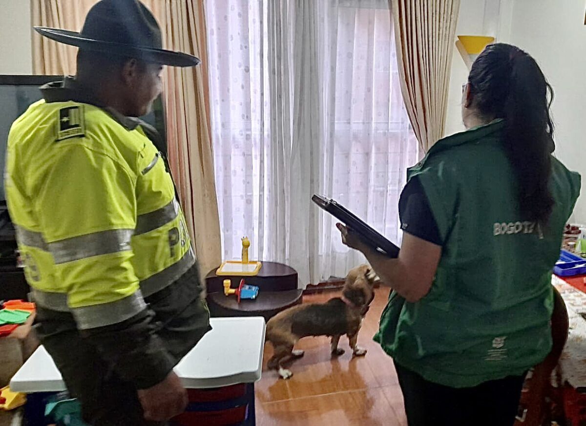 Atienden caso de perrita que era dejada en el balcón de un apartamento en Kennedy 1 Atienden caso de perrita que era dejada en el balcón de un apartamento en Kennedy La canina de 15 años presenta algunas deficiencias de salud asociadas a su vejez.