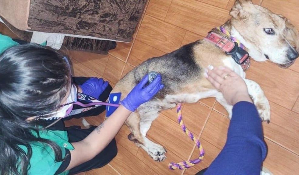 Atienden caso de perrita que era dejada en el balcón de un apartamento en Kennedy 1 Atienden caso de perrita que era dejada en el balcón de un apartamento en Kennedy La canina de 15 años presenta algunas deficiencias de salud asociadas a su vejez.