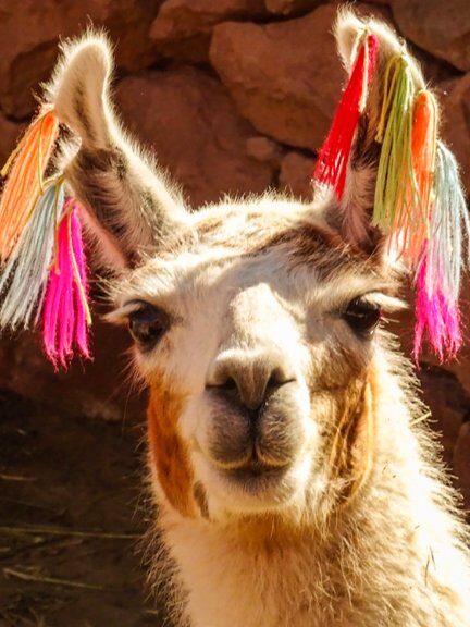 Bogotá busca regular la explotación de animales como atractivos turísticos