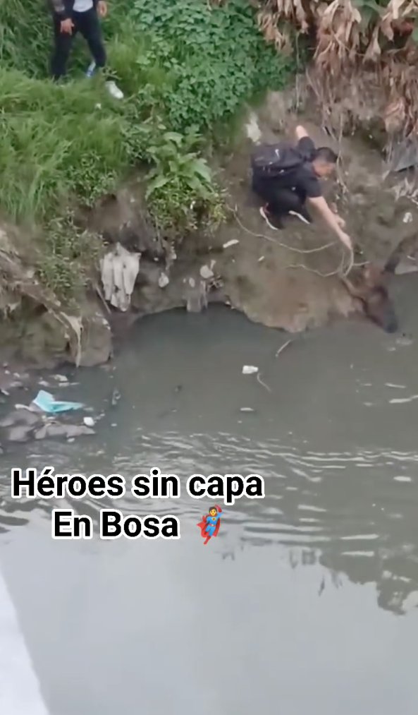 EN VIDEO: Comunidad ayudó a perrito que cayó a un río en Bosa 1 EN VIDEO: Comunidad ayudó a perrito que cayó a un río en Bosa El perrito logró salir del río sano y salvo.