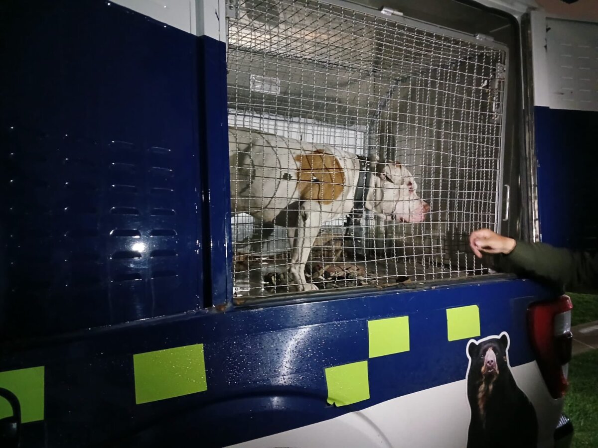 Rescatan a perrito que era salvajemente maltratado en Bosa 1 Rescatan a perrito que era salvajemente maltratado en Bosa En un video quedó registrada la brutal agresión que sufrió el perro.