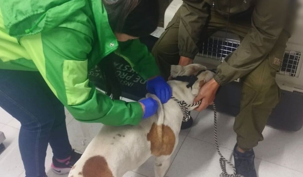 Rescatan a perrito que era salvajemente maltratado en Bosa 10 Rescatan a perrito que era salvajemente maltratado en Bosa En un video quedó registrada la brutal agresión que sufrió el perro.