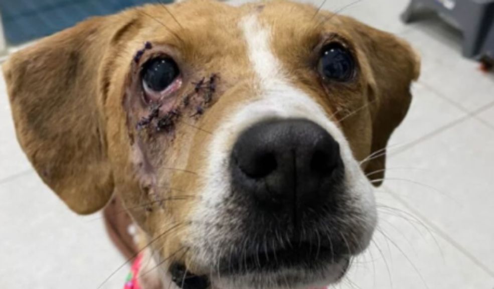 Murió Ángel, el perrito símbolo de la lucha contra el maltrato animal en Colombia El agresor de Ángel no ha sido castigado.