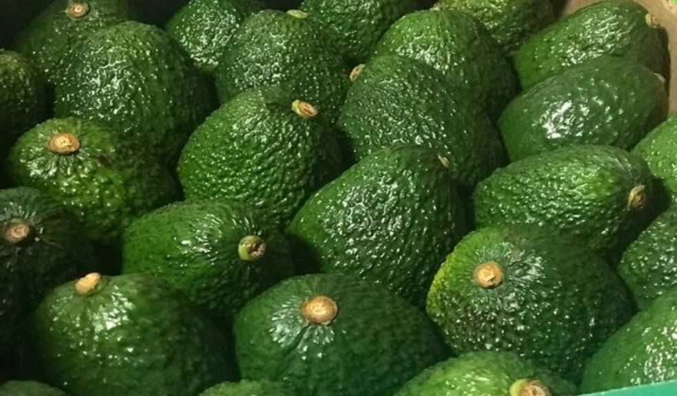 Colombia exportó 6.532 toneladas de aguacate Hass para el Super Bowl Colombia exportó a Estados Unidos 6.532 toneladas de aguacate Hass con motivo del Super Bowl, que se disputará este domingo entre los Philadelphia Eagles y los Kansas City Chiefs, según reveló Luis Carlos Reyes, ministro de Comercio, Industria y Turismo.