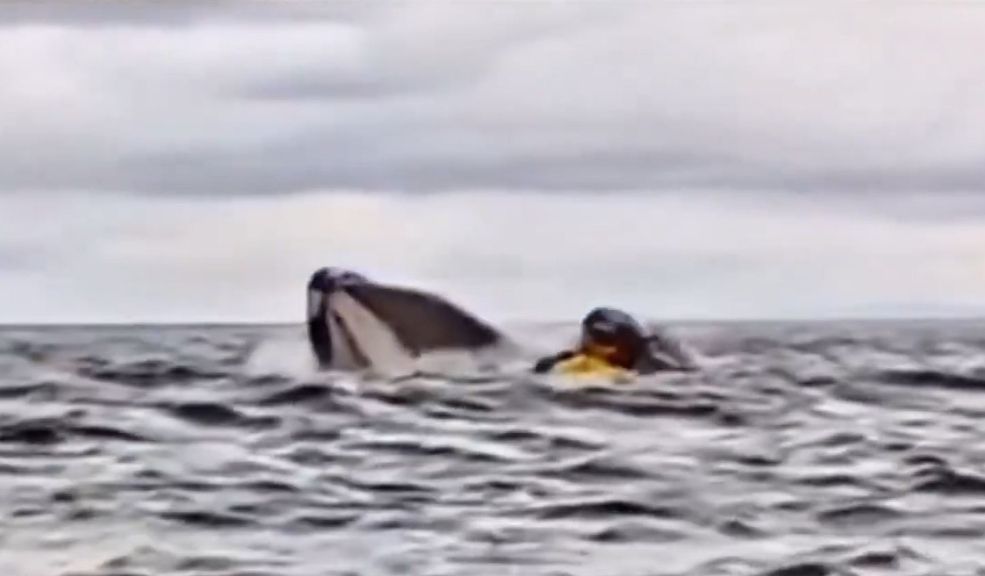 Kayakista relató cómo fue engullido por una ballena en el sur de Chile: "pensé que me había comido” 10 Kayakista relató cómo fue engullido por una ballena en el sur de Chile: "pensé que me había comido” Joven que fue engullido por una ballena jorobada contó detalles de la aterradora experiencia en Chile. Lea aquí.
