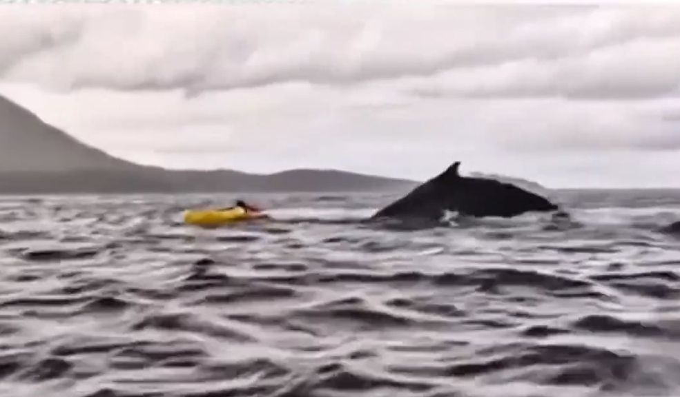 Kayakista relató cómo fue engullido por una ballena en el sur de Chile: "pensé que me había comido” 1 Kayakista relató cómo fue engullido por una ballena en el sur de Chile: "pensé que me había comido” Joven que fue engullido por una ballena jorobada contó detalles de la aterradora experiencia en Chile. Lea aquí.