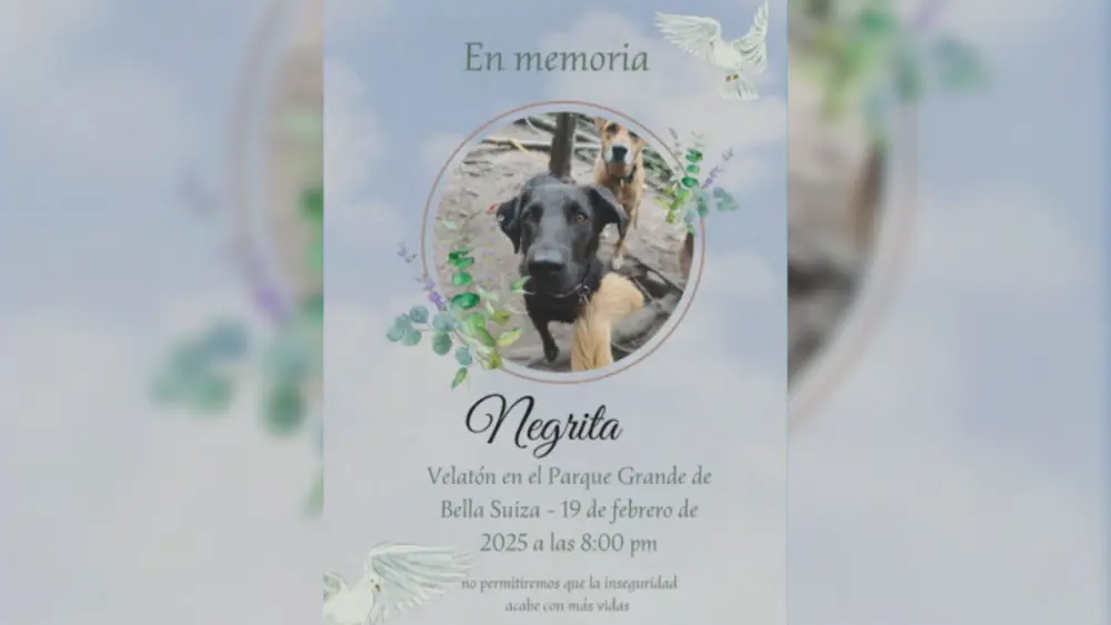 Negrita, la perrita que murió al evitar que ladrones escaparan tras cometer un robo en Usaquén 1 Negrita, la perrita que murió al evitar que ladrones escaparan tras cometer un robo en Usaquén Vecinos del barrio Bella Suiza (Usaquén) hicieron una velatón tras la muerte de Negrita, una perrita que falleció luego de ser atropellada por delincuentes.