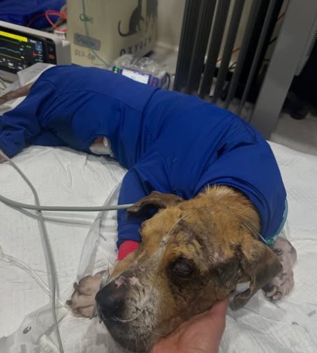 Murió Ángel, el perrito símbolo de la lucha contra el maltrato animal en Colombia El agresor de Ángel no ha sido castigado.