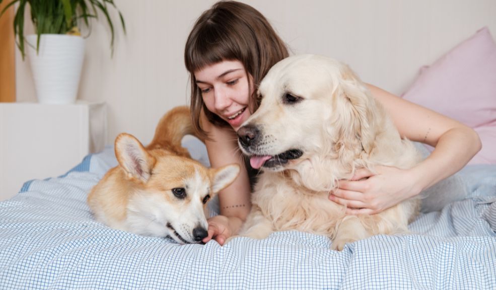 ¡Cuide a sus mascotas! Identifique el golpe de calor y prevéngalo en tiempos de altas temperaturas Es fundamental saber reconocer los signos de un golpe de calor para actuar a tiempo y cuidar a sus mascotas. Le contamos cuáles son los síntomas.