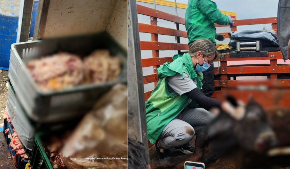 Desmantelan matadero clandestino en Suba: sacrificaban bovinos enfermos Según las autoridades, en el matadero eran sacrificados bovinos en mal estado o enfermos, utilizando métodos antitécnicos y sin las mínimas medidas de salubridad.