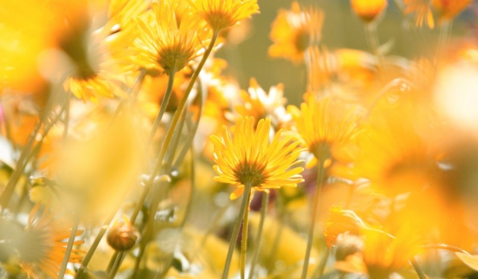 Esta es la razón por la que se regalan flores amarillas el 21 de marzo