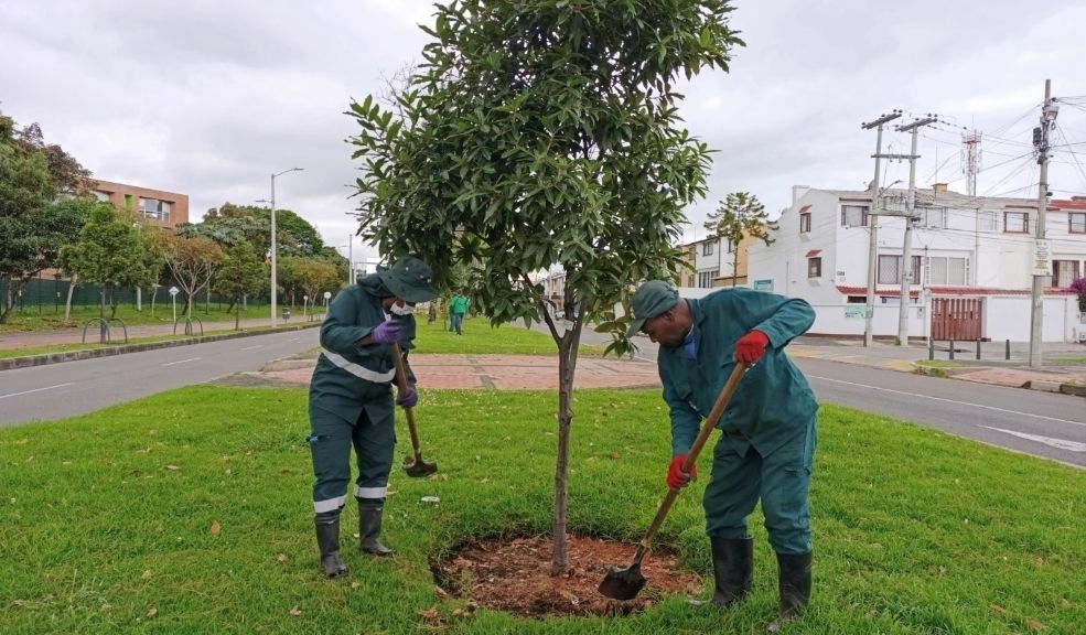 Gran maratón de plantaciones en Bogotá por el Día Internacional de los Bosques 1 Gran maratón de plantaciones en Bogotá por el Día Internacional de los Bosques Bogotá conmemora el Día Internacional de los Bosques con una jornada masiva de plantación de árboles en varias localidades de la ciudad.