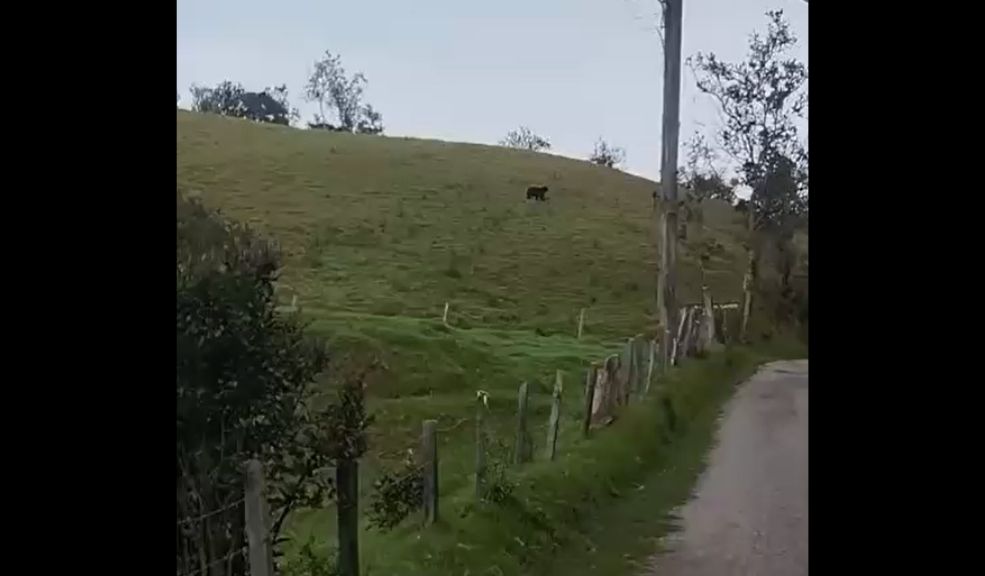 Histórico avistamiento de un oso de anteojos en el páramo de Sumapaz 1 Historico-avistamiento-de-un-oso-de-anteojos-en-el-paramo-de-Sumapaz