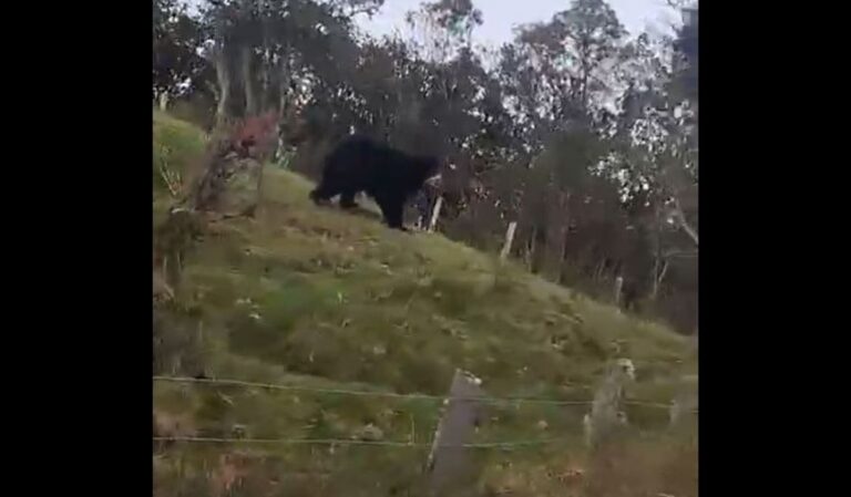 Histórico avistamiento de un oso de anteojos en el páramo de Sumapaz