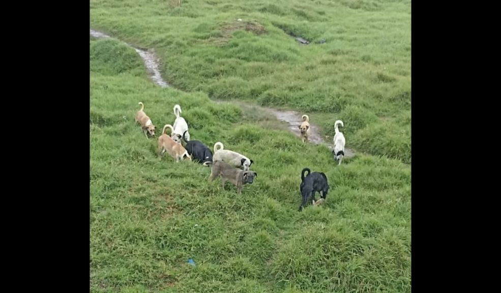 Joven de 19 años perdió sus brazos tras feroz ataque de perros callejeros 1 Joven de 19 años perdió sus brazos tras feroz ataque de perros callejeros Un joven de 19 años fue brutalmente atacado por 9 perros mientras iba camino a su casa en la localidad de Bosa. Debido a las heridas tuvieron que amputarle ambos brazos.