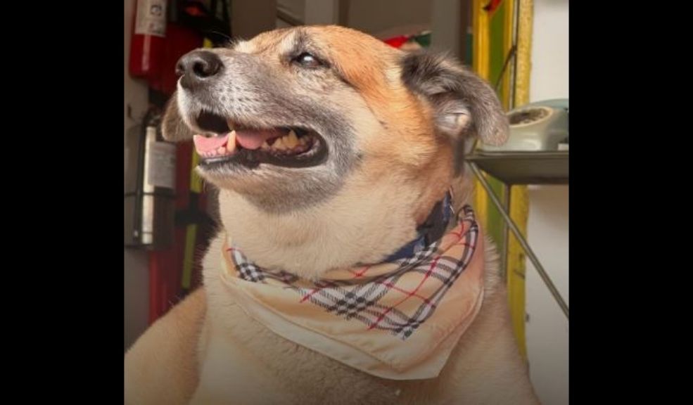 Mono, el perro guía turístico del Valle del Cauca Mono, el perro guía turístico del Valle del Cauca