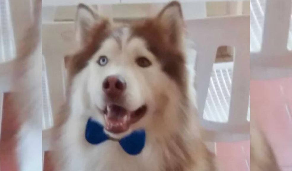 Perro fue quemado en spa canino: responsable será imputada por maltrato animal Perro muere tras ser quemado con secador en spa canino de Medellín. Fiscalía imputará cargos por maltrato animal contra la responsable.
