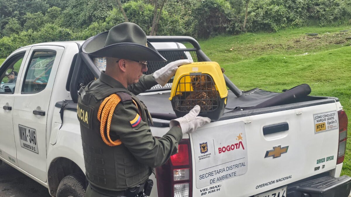 Policía Ambiental rescató a 3 aves silvestres que eran tenidas como mascotas en Bogotá