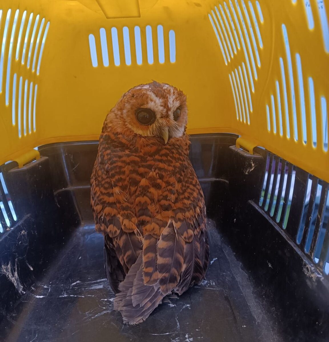 Policía Ambiental rescató a 3 aves silvestres que eran tenidas como mascotas en Bogotá