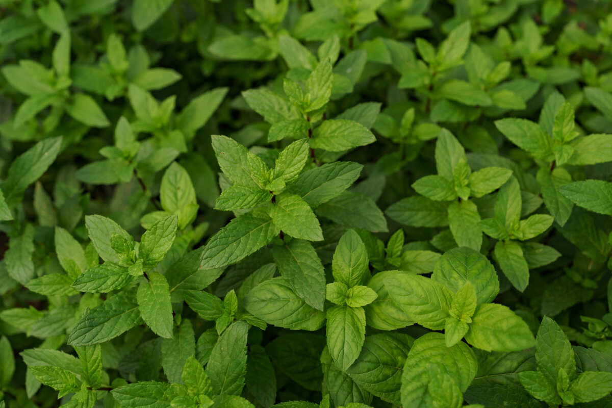 5 plantas medicinales que le ayudarán a aliviar el dolor de cabeza de forma natural 5 plantas medicinales que le ayudarán a aliviar el dolor de cabeza de forma natural