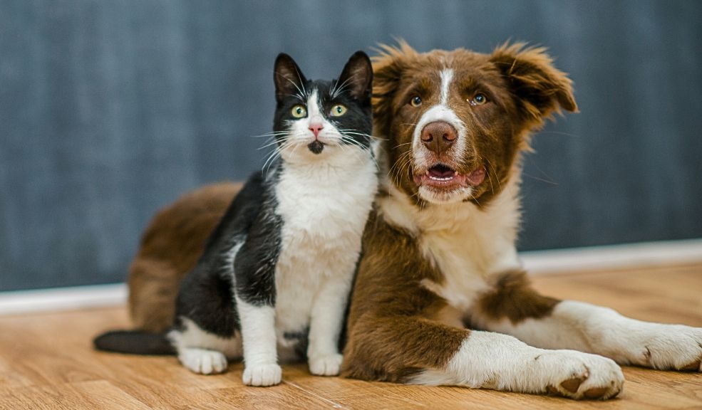 Esta semana habrá jornada de esterilización gratuita para mascotas en Bogotá Todo lo que debe saber para esterilizar a su perro o gato.