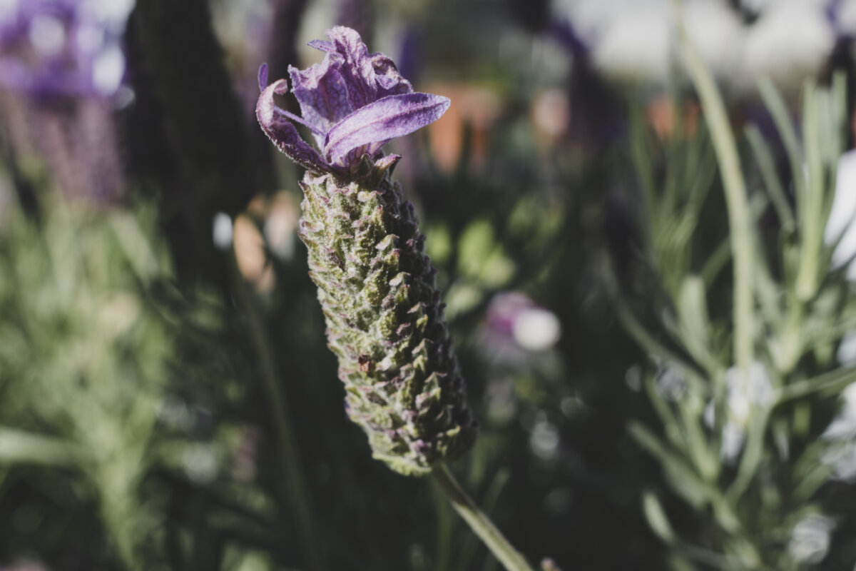 5 plantas medicinales que le ayudarán a aliviar el dolor de cabeza de forma natural 5 plantas medicinales que le ayudarán a aliviar el dolor de cabeza de forma natural