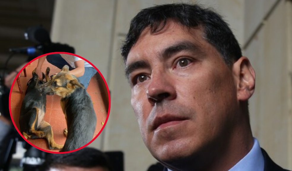 ¡Lamentable! Asesinaron a 3 de las mascotas del presidente del CNE