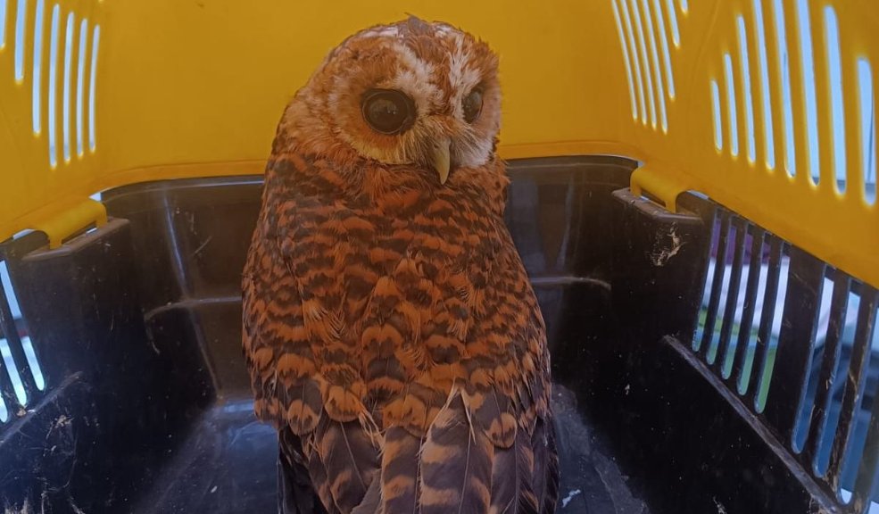 Policía Ambiental rescató a 3 aves silvestres que eran tenidas como mascotas en Bogotá