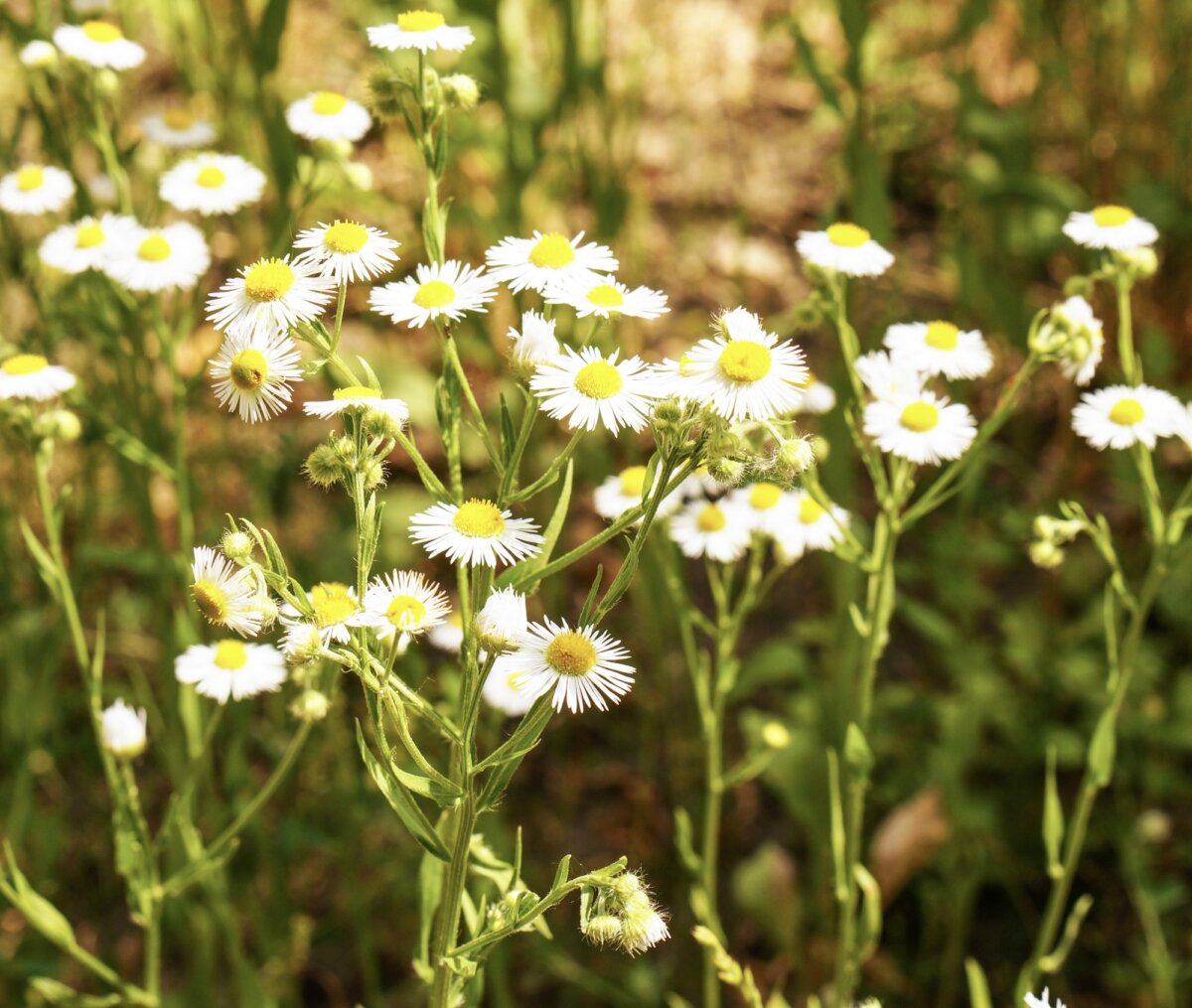 5 plantas medicinales que le ayudarán a aliviar el dolor de cabeza de forma natural 5 plantas medicinales que le ayudarán a aliviar el dolor de cabeza de forma natural