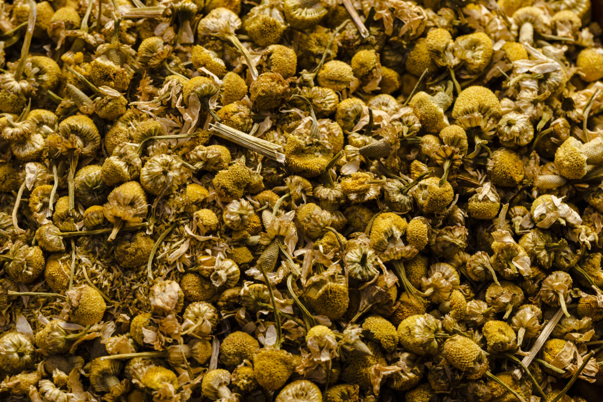 5 plantas medicinales que le ayudarán a aliviar el dolor de cabeza de forma natural 5 plantas medicinales que le ayudarán a aliviar el dolor de cabeza de forma natural