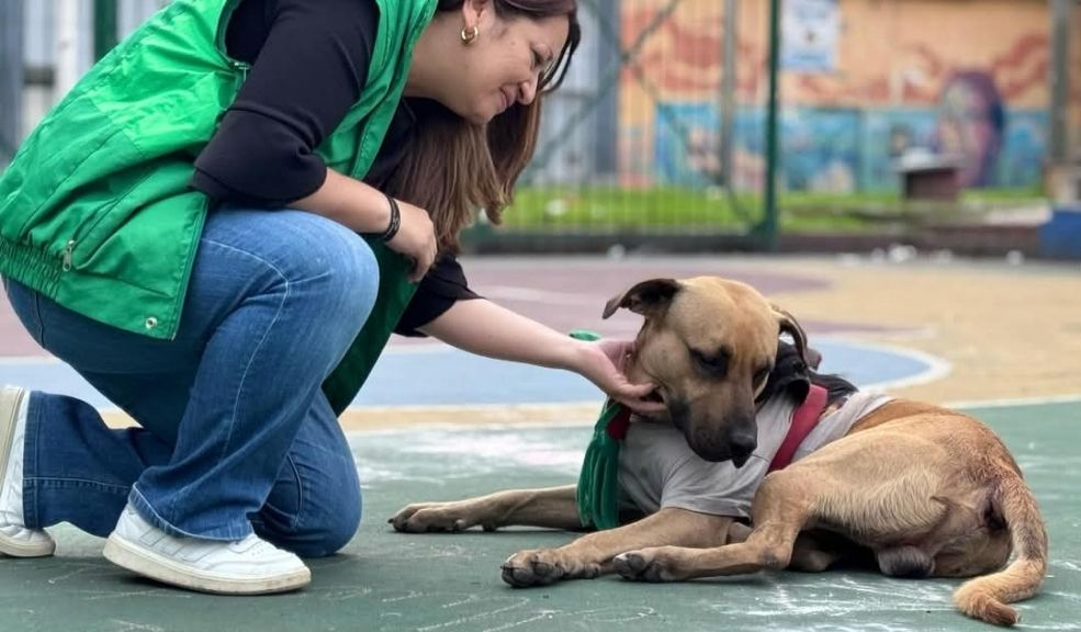 A vivir una Semana Santa responsable con los animales 1 A vivir una Semana Santa responsable con los animales