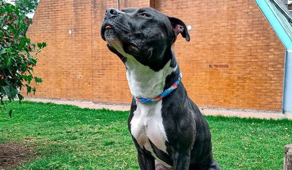 A vivir una Semana Santa responsable con los animales 9 A vivir una Semana Santa responsable con los animales Según el IDPYBA, durante esta época se presentan muchos casos de perros y gatos que son dejados atrás sin alimento ni cuidado.
