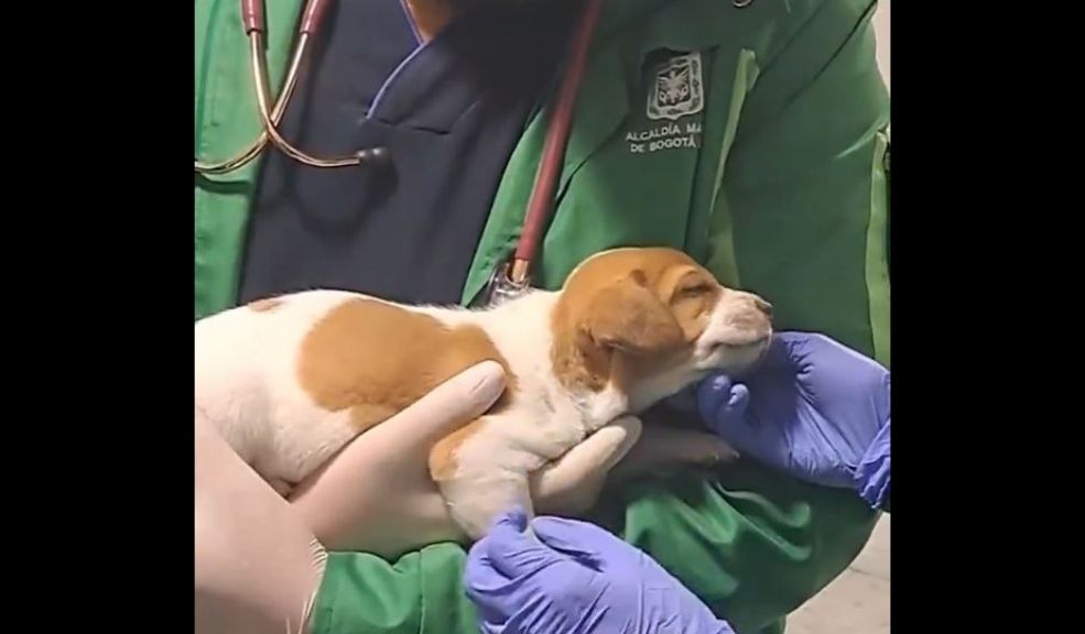 Abandonaron a cachorro de 2 meses en el aeropuerto El Dorado