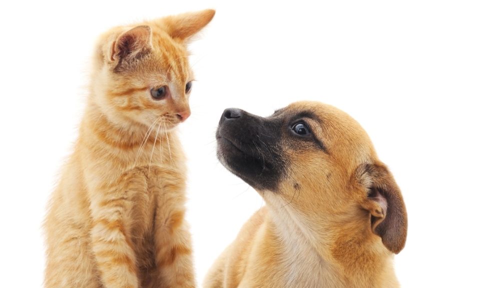 Bogotá ofrece capacitación gratuita en primeros auxilios para mascotas El Distrito lanzó una iniciativa para capacitar a la ciudadanía en primeros auxilios para mascotas en caso de accidentes no deseados
