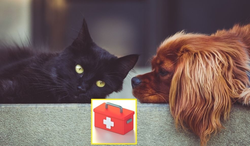 Bogotá ofrece capacitación gratuita en primeros auxilios para mascotas El Distrito lanzó una iniciativa para capacitar a la ciudadanía en primeros auxilios para mascotas en caso de accidentes no deseados
