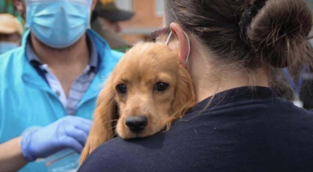 Consejos para viajar con tu mascota desde la Terminal en Semana Santa 1 Consejos para viajar con tu mascota desde la Terminal en Semana Santa