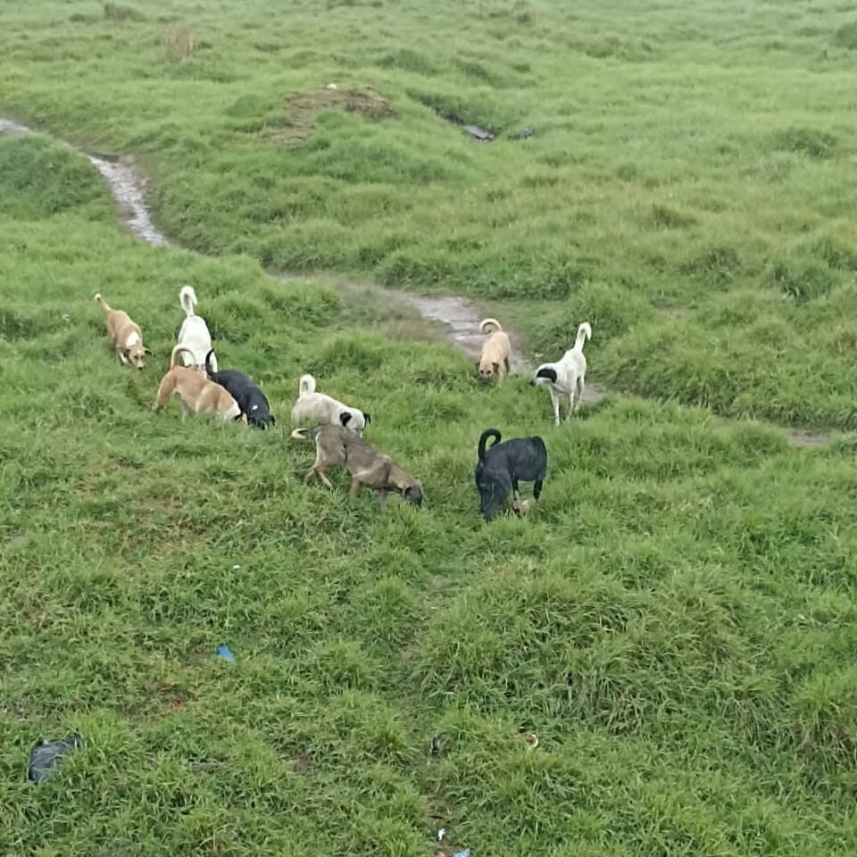 Perros que atacaron a 2 personas en Bosa fueron entregados a las autoridades 3 Perros que atacaron a 2 personas en Bosa fueron entregados a las autoridades Luego de la visita a la zona para identificar a los perros involucrados en los ataques, lograron contactar con la persona que al parecer estaba encargada de su cuidado y le pidieron que los entregara.