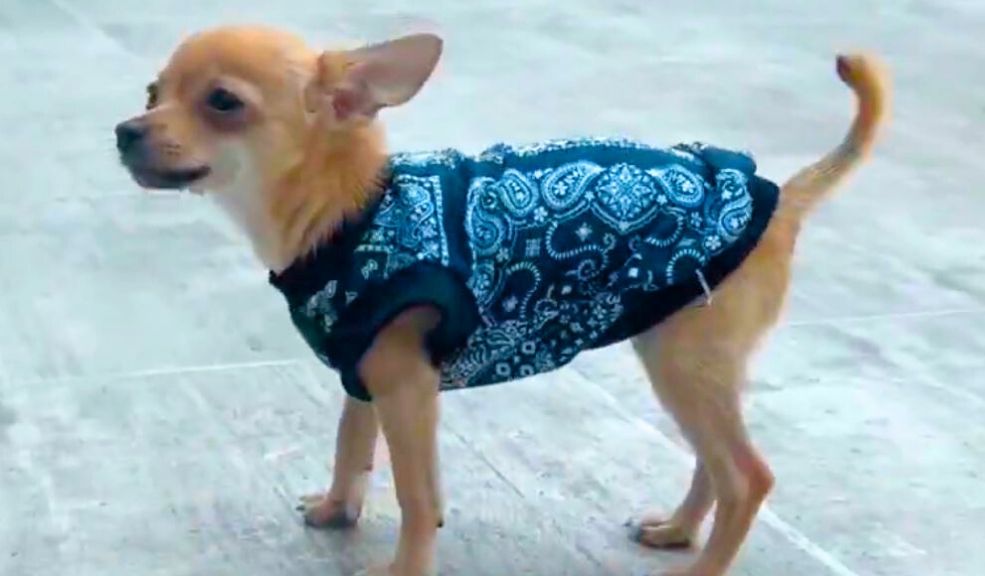 En video: jóvenes en México elevaron un perro con un dron 1 En-video-jovenes-en-Mexico-elevaron-un-perro-con-un-dron