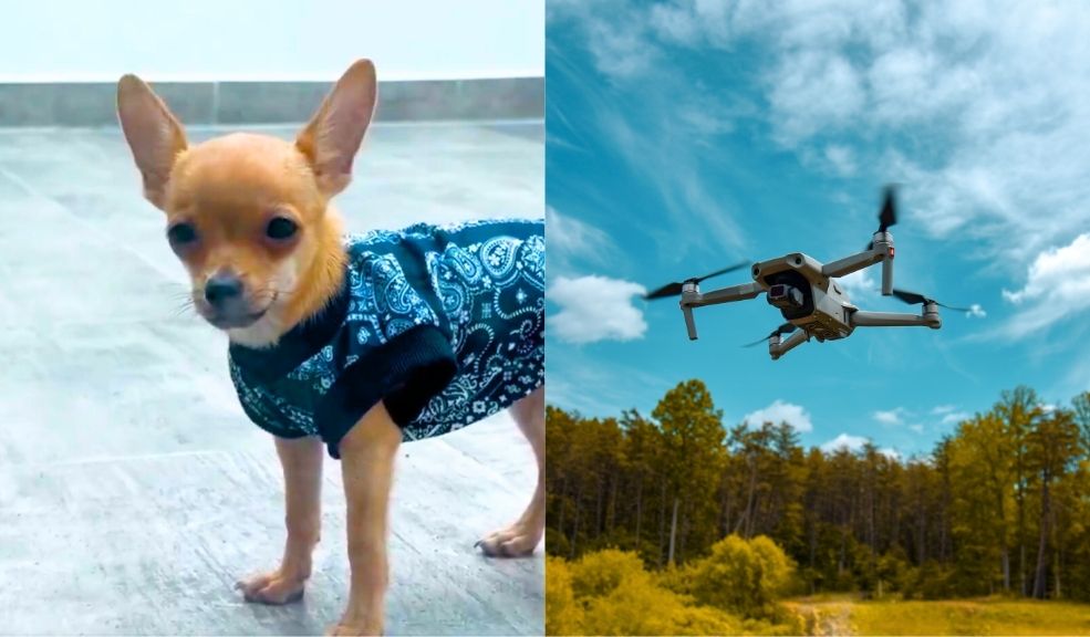 En video: jóvenes en México elevaron un perro con un dron 9 En video: jóvenes en México elevaron un perro con un dron Jóvenes en Quintana Roo, México, elevaron a un perro con un dron a más de 3 metros de altura. El acto fue grabado y compartido en redes.