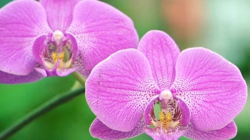 Fusagasugá abre sus puertas a la exposición de Orquídeas y emprendedores 1 Fusagasuga-abre-sus-puertas-a-la-Exposicion-de-Orquideas-y-emprendedores-4-