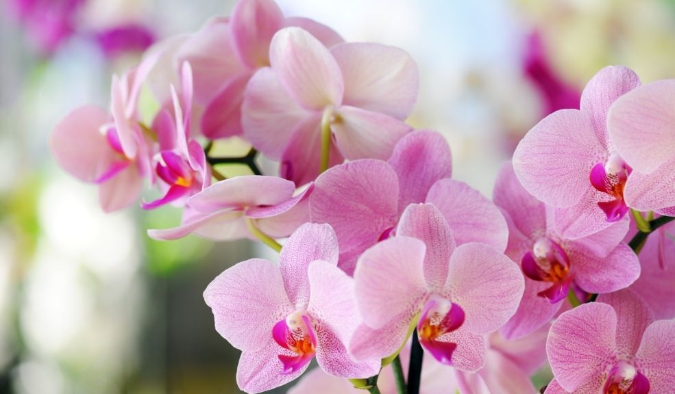Fusagasuga-abre-sus-puertas-a-la-Exposicion-de-Orquideas-y-emprendedores-5.